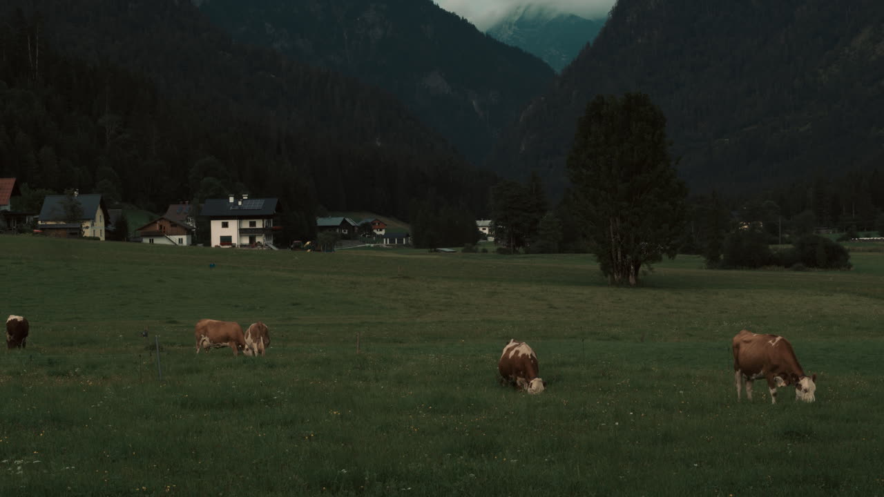 коровы на ферме, бродящие по окрестностям в австрии госау