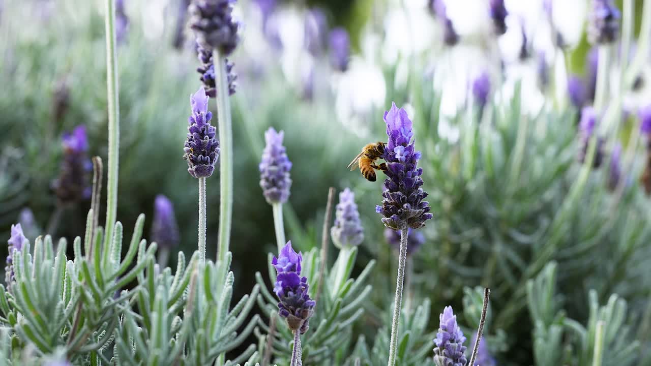 ミツバチがラベンダの花から花蜜を集める