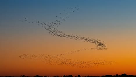 stunning display of flocking birds against a vibrant sunset sky, capturing nature's beauty and movement in flight with a breathtaking gradient of colors