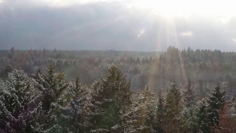 Snow-is-falling-while-the-sun-is-shining-over-conifer-trees,-aerial-in-the-winter-season