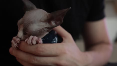 Eine-Sphynx-Katze-Leckt-Einen-Finger---Nahaufnahme