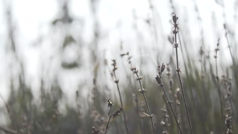 grass, changing focal lenght