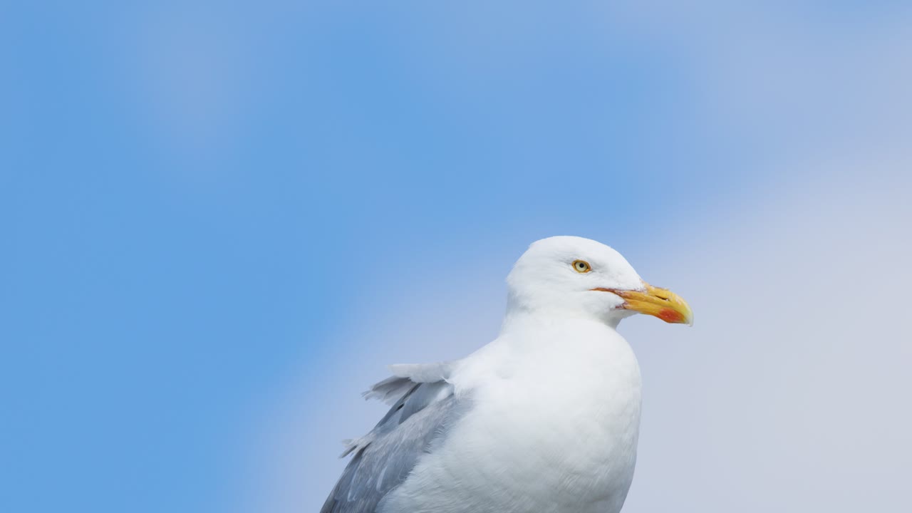 A single seagull remains stationary atop a ledge, captured in close-up with soft daylight and a gentle, drifting camera pan across a cloudy sky