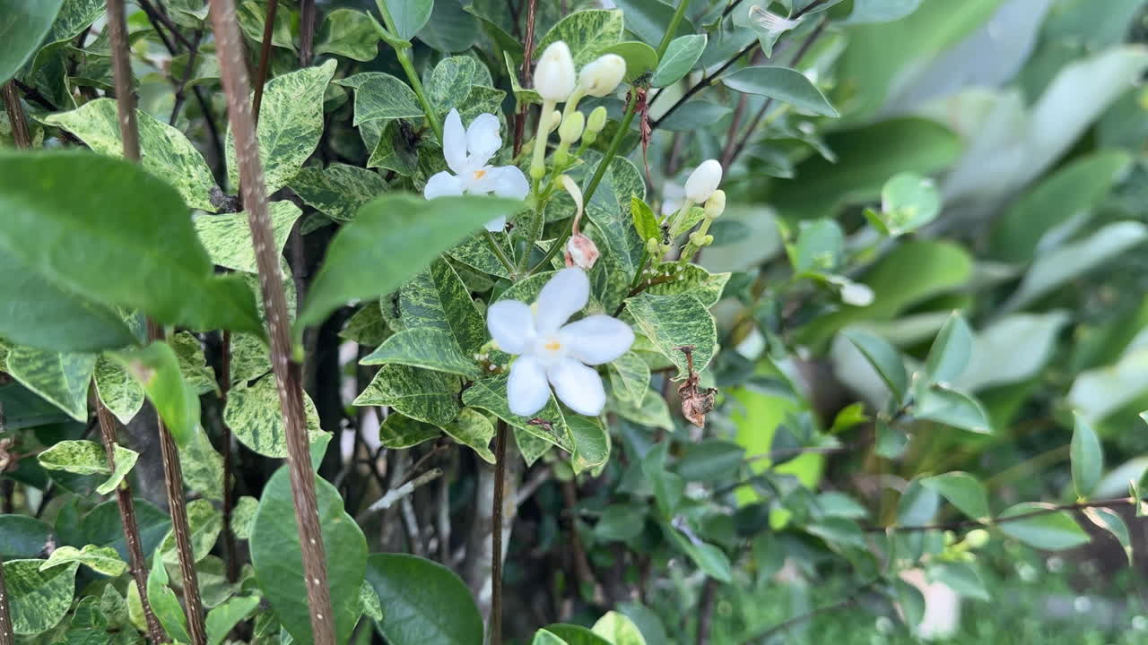 Primo piano di delicati fiori bianchi e fogliame verde