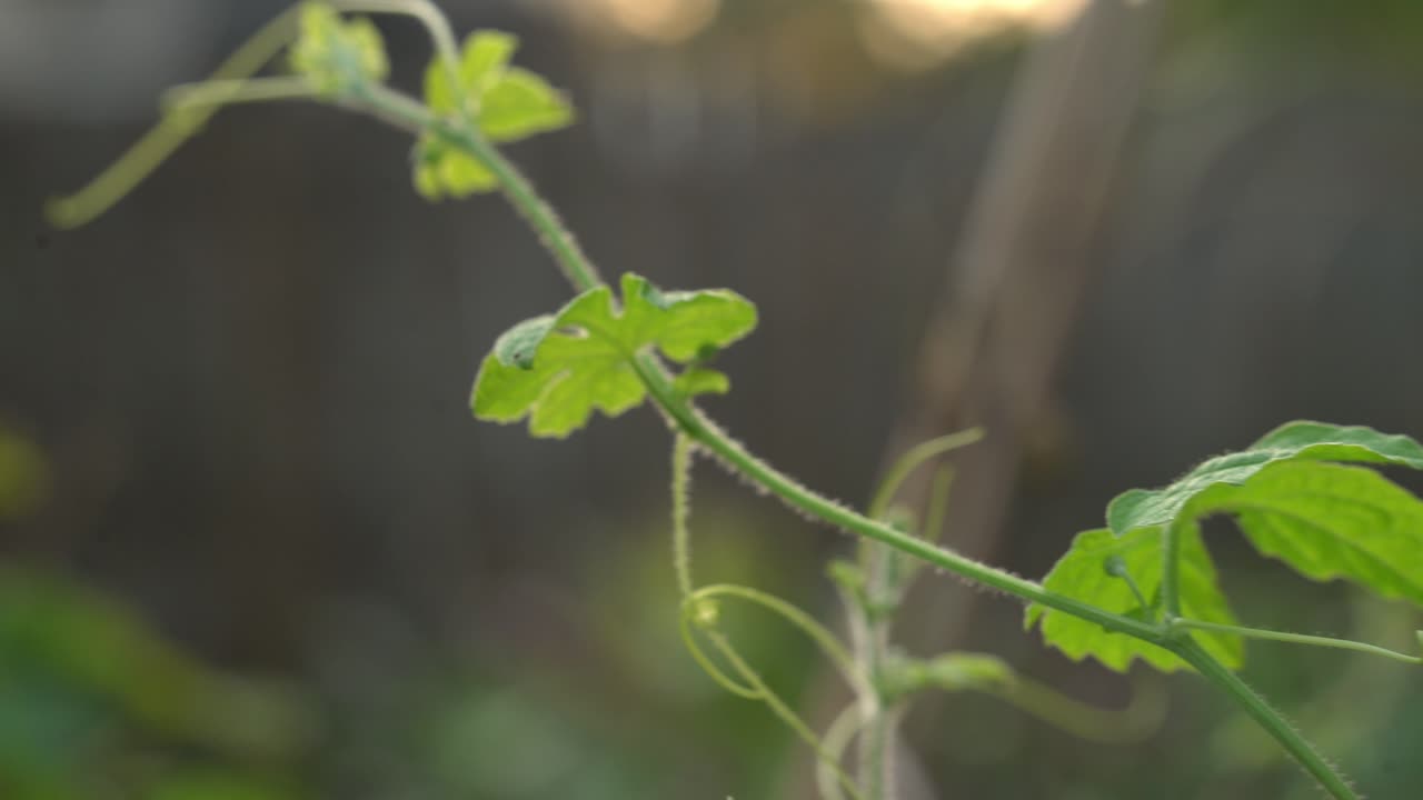 정원에서 cerasee 포도나무의 panning 케랄라 쓴 멜론 식물 케랄라와 함께 포도에서 매달려 체중 감소를 위해 허블 건강한 teagood를 만드는 데 사용