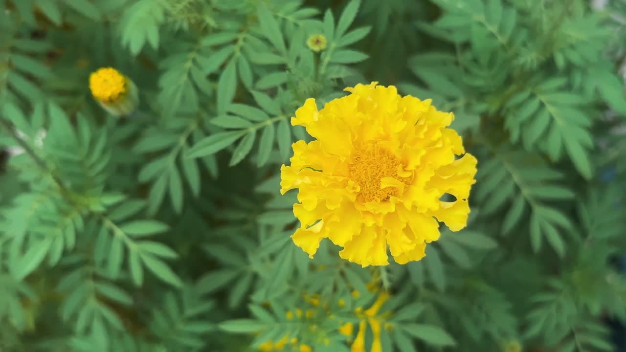 closeup of yellow marigolds flower blooming in the garden its an attractive, flowering perennial or annual in the aster family. It is often grown for its ornamental value and the foliage,