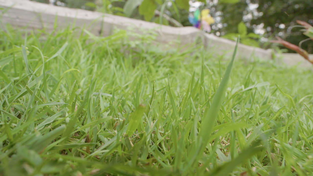 замедленная съемка, европейская обыкновенная лягушка уходит от объектива камеры