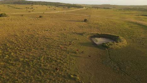 Vista-Aérea-De-Un-Grupo-De-Vacas-Pastando-En-Un-Amplio-Campo-Pacífico-Durante-La-Puesta-De-Sol-En-Uruguay---Toma-En-órbita-Del-Parque-Nacional-Y-El-Océano-En-Segundo-Plano