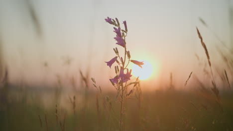 a beautiful purple flower stands tall against the backdrop of a serene sunset, with soft, golden light illuminating the surrounding meadow, creating a peaceful scene in nature's embrace