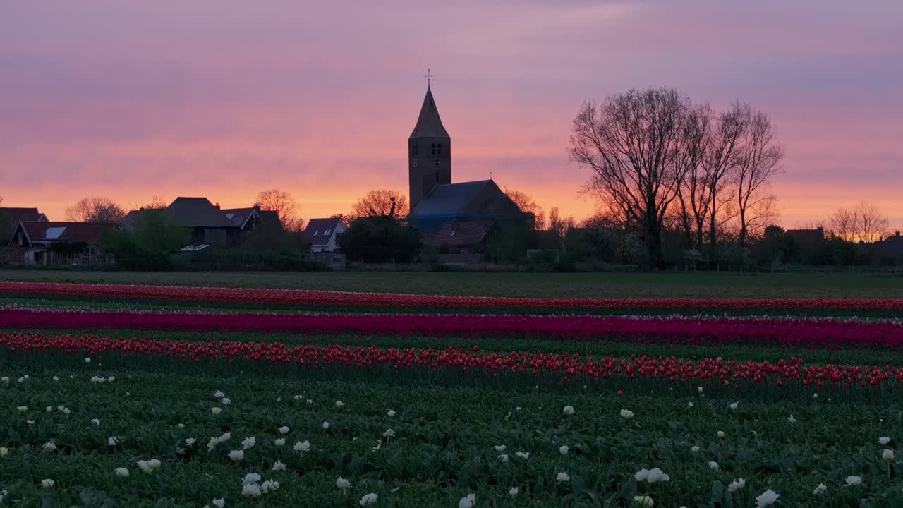 Veduta aerea di un colorato campo di tulipani olandese con una chiesa storica, Den Oever