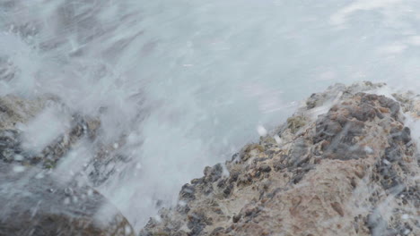 a sally lightfoot crab walks along a rocky shore in aruba