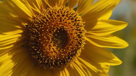 primer plano de hojas de girasol con semillas