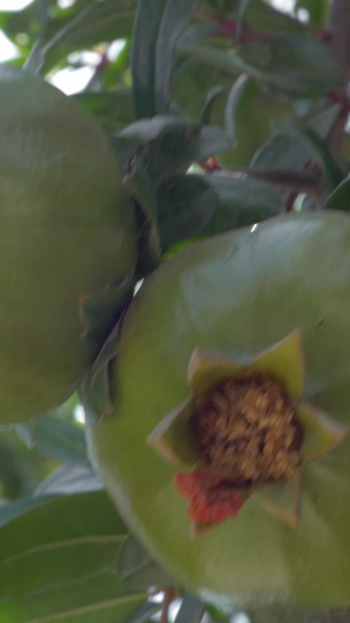 Melograno verde su un albero