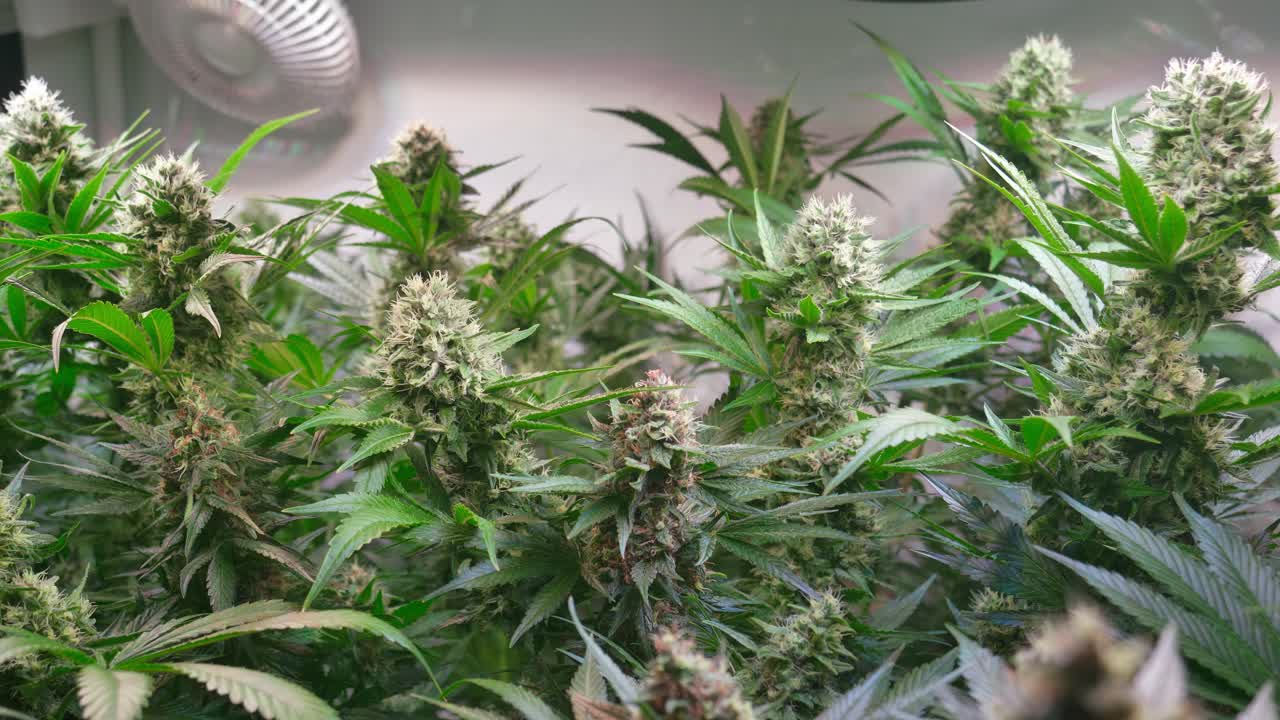 Cinematic Close-Up of Cannabis Buds with Smooth Motorized Slider Movement