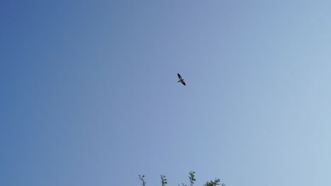 little dove bird enjoying nature freedom and flying in sky. bird taking off in sky with fluttering wings. nature concept.