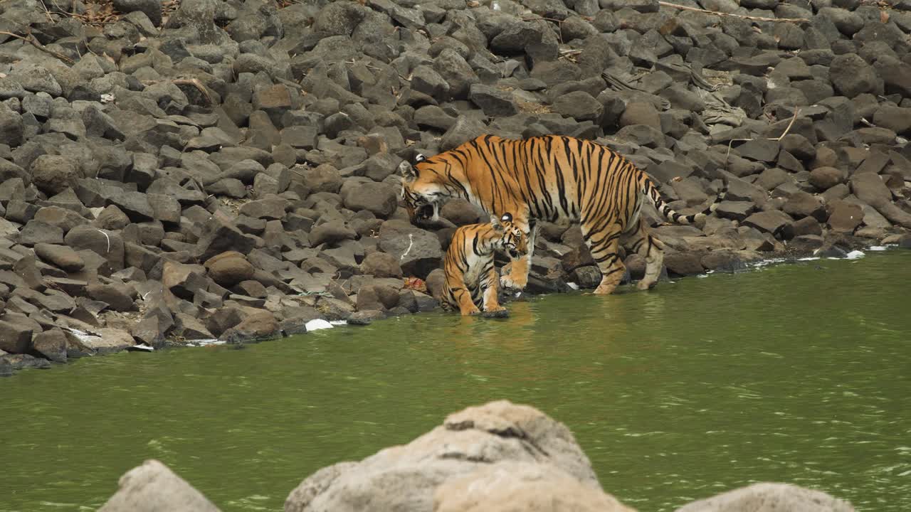 호랑이 어미는 새끼에게 다가가 앉기 전에 다리로 물을 테스트합니다