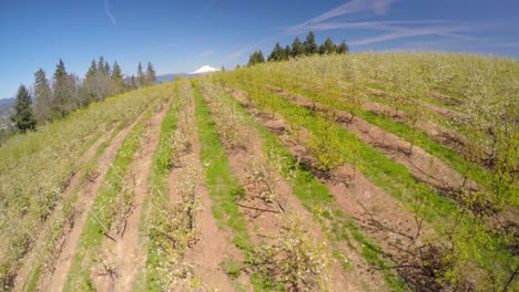 Un-Vuelo-Aéreo-Sobre-Manzanos-En-Flor-Revela-Mt-Hood-Oregon-En-La-Distancia-1