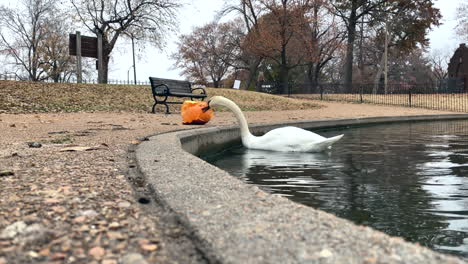 goose eating pumpkin in a park