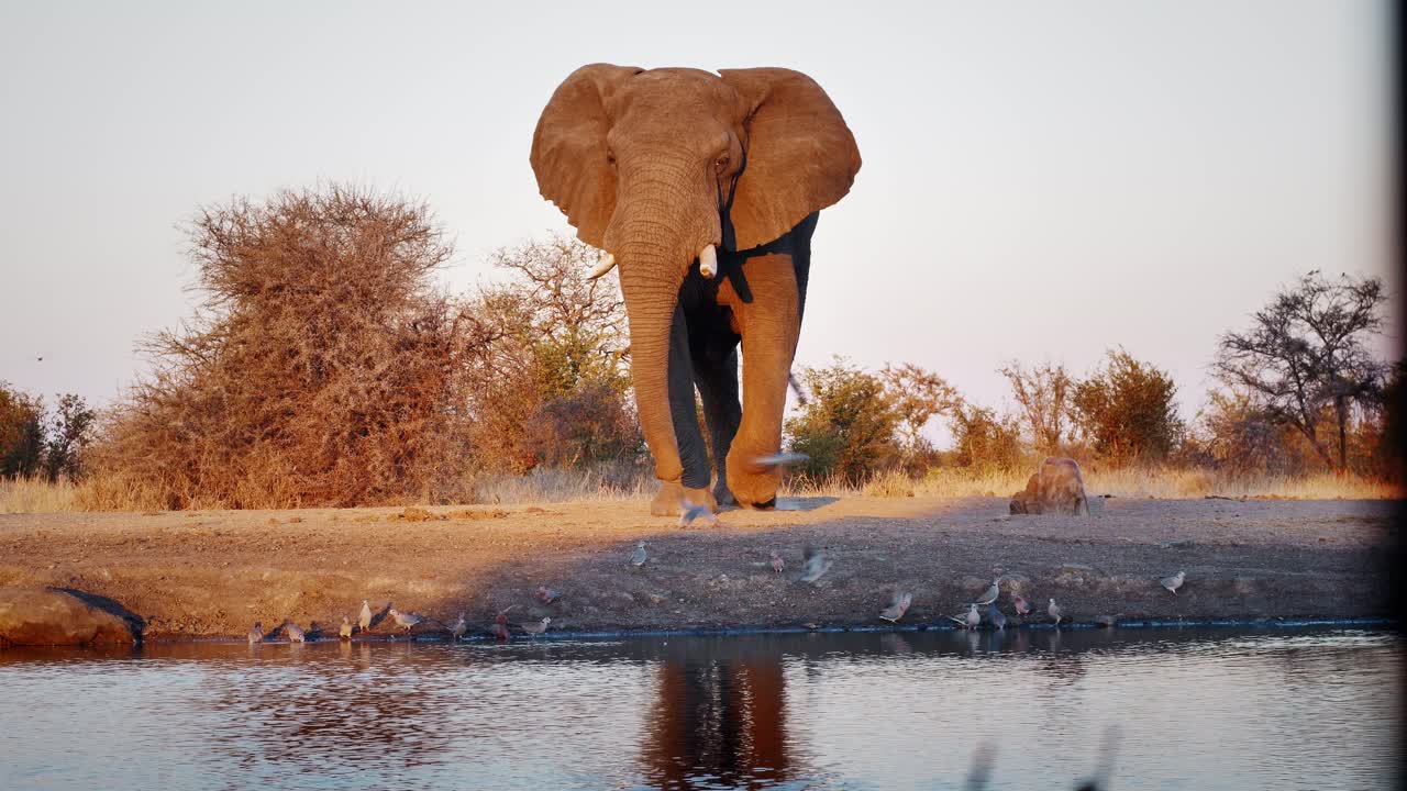 un elefante salvaje se acerca a un pozo de agua al atardecer en zimbabue