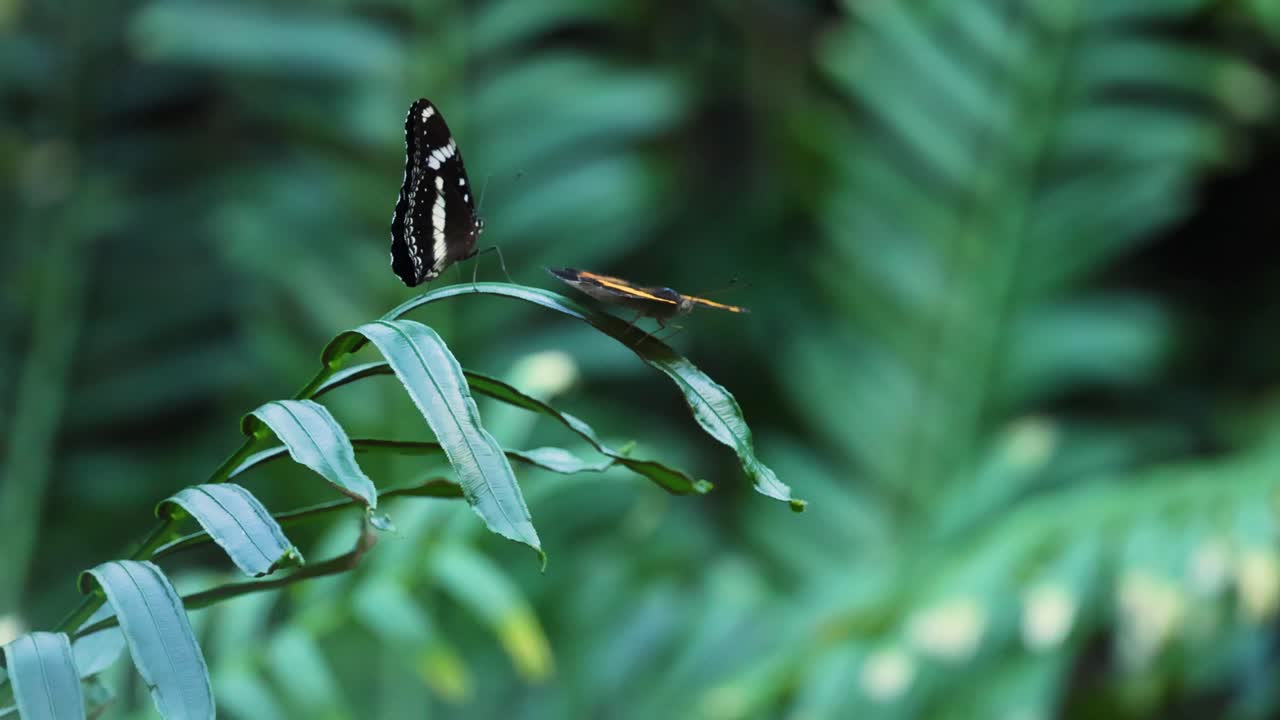mariposa descansando en una hoja en el zoológico de melbourne