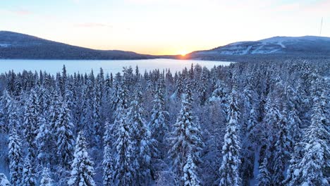 fly over snowy forest trees during sunrise in finnish lapland, finland