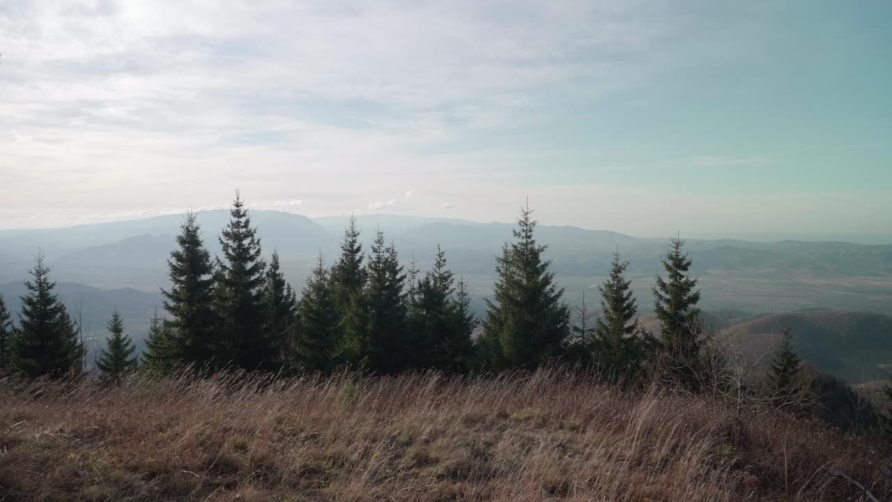 A nice formation of fir or spruce trees filmed on the Postavarul Mountain in Poiana Brasov, Romania.