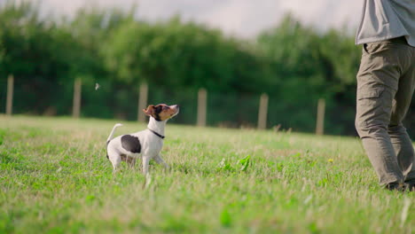 Puppy-dog-waiting-to-fetch-in-green-park-field-on-a-sunny-day