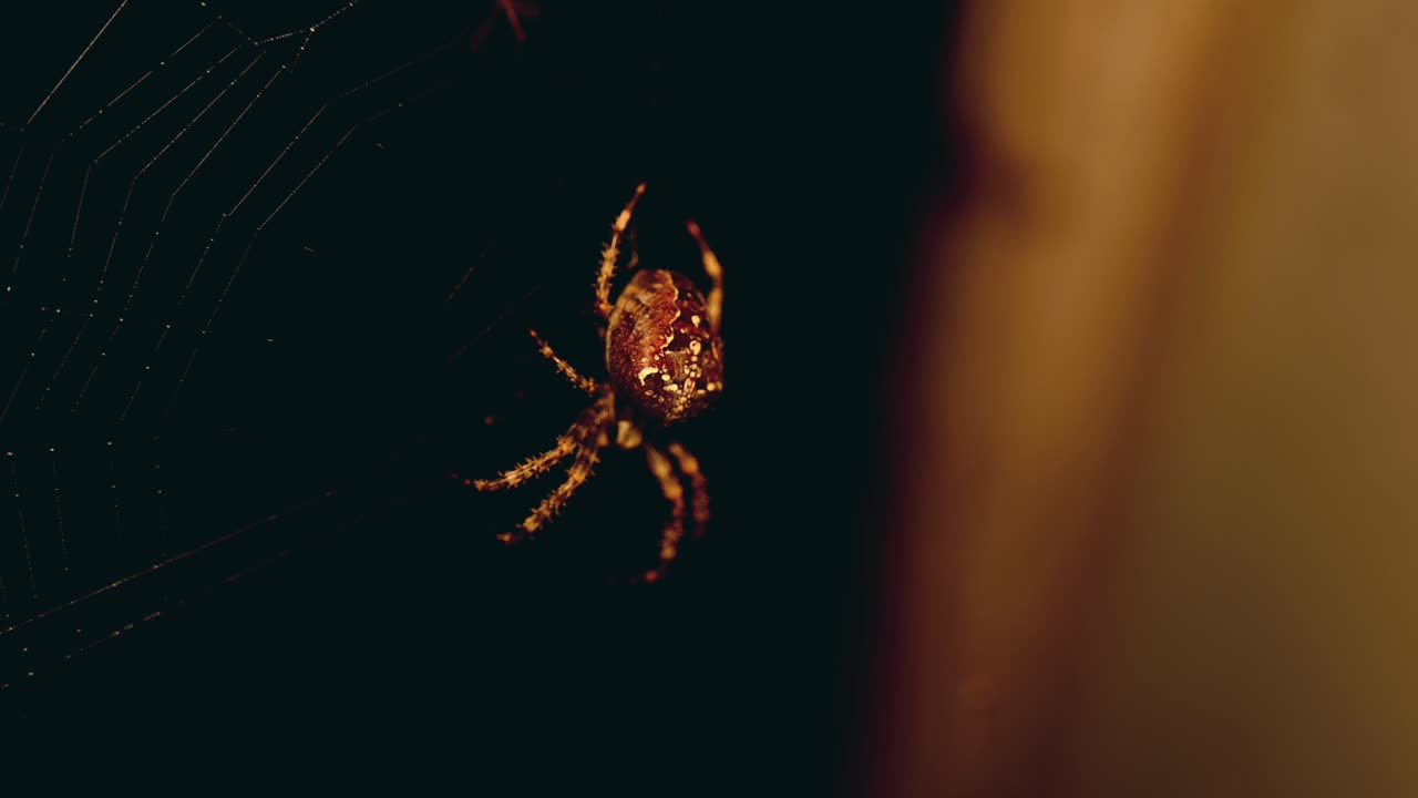 foto macro de una araña en su red esperando una presa por la noche frente a una ventana con luz cálida y un fondo borroso