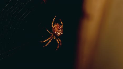 macro shot of a spider in her net waiting for prey with at night in front of a window in warm light and a blurry background