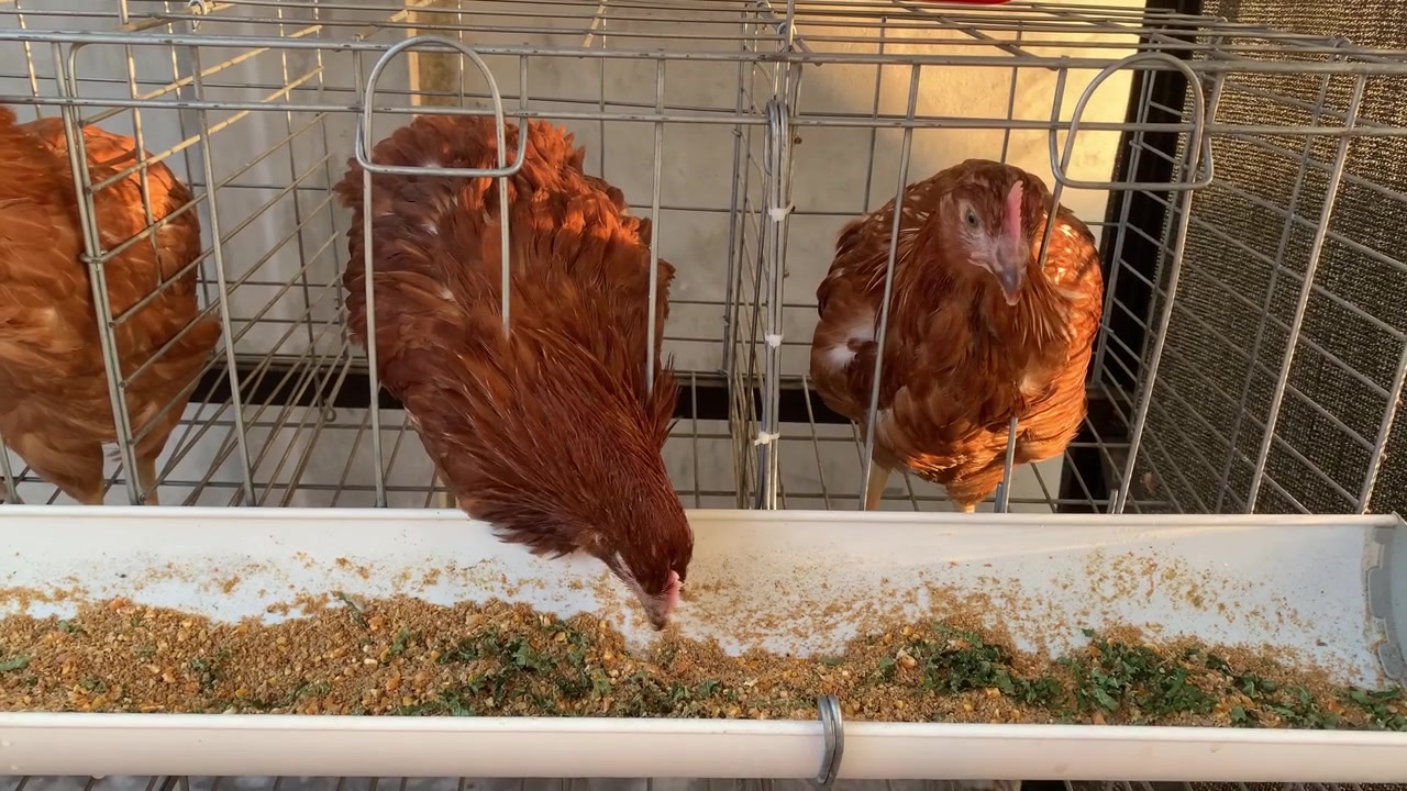Nahaufnahme von braunen Hühnern auf einem Geflügelhof. Eierfarm. Legehennen.