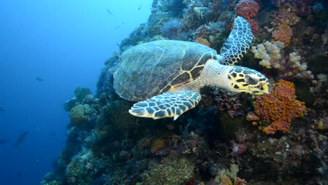 Meeresschildkröte,-Die-Das-Riff-In-Bali-Erkundet