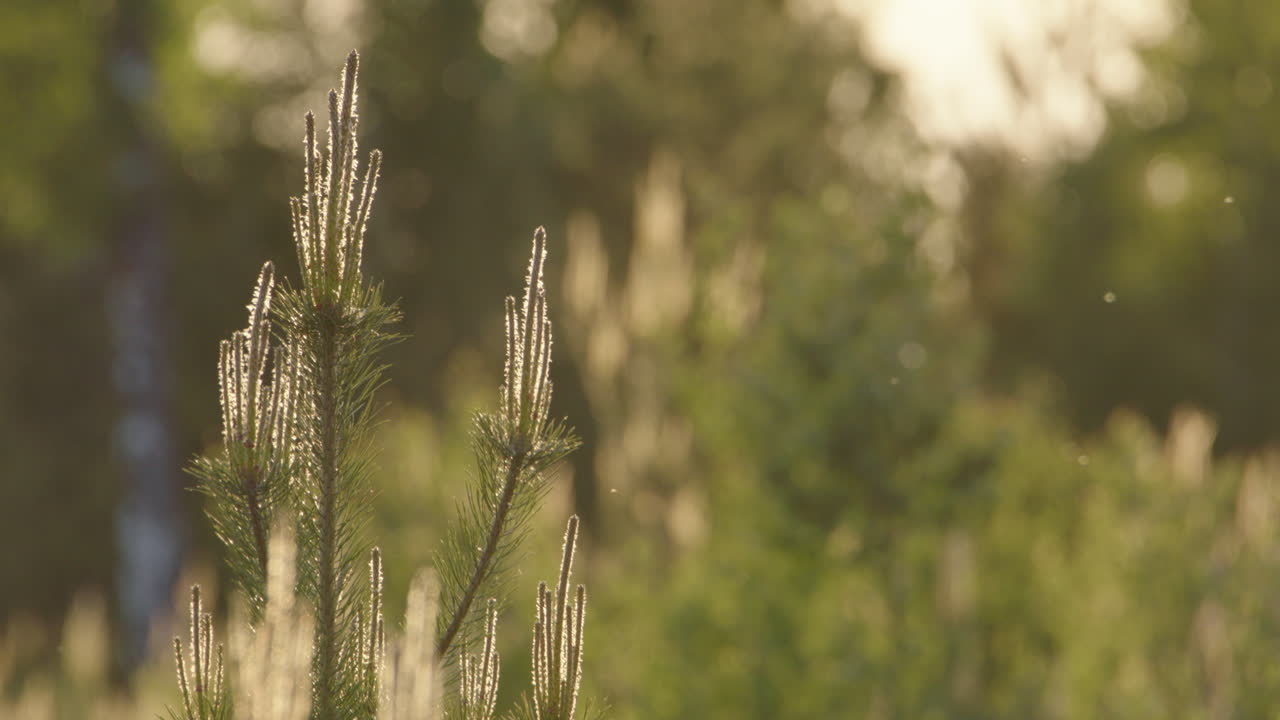 부드러운 아침 빛에 비추어 젊은 소나무의 섬세한 잎사귀