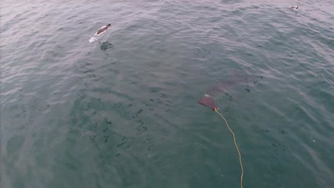 amazing great white shark approaching a boat attracted by bait offered by a sailor during a shark cage diving in gansbaai