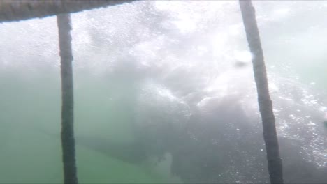 toma gopro pov dentro de una jaula de buceo con tiburones donde un tiburón blanco golpea la jaula