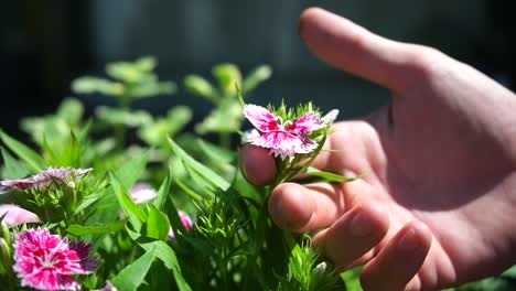 Nahaufnahme-Einer-Dianthus-Caryophyllus-Blüte-Mit-Sanftem-Luftzug-Und-Raschelnden-Blättern