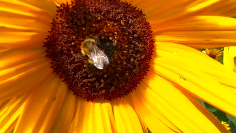 Hummel-Auf-Einer-Sonnenblume-Nahaufnahme-Makro