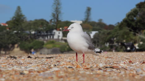 una gaviota parada en la arena de una playa