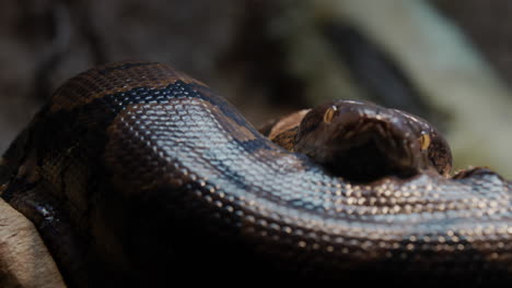 a large reticulated python curled up in a ring, lies in the branches of a tree