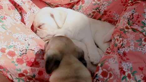 baby pug licking his little brother's paw sleeping on his lap