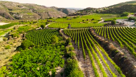 aerial drone footage of vineyards, golden green grape field rows in koilani, limassol, cyprus