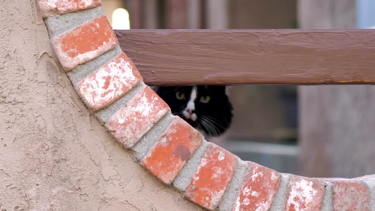 재미있는 고양이는 4k 느린 동작 60fps에서 카메라를 조심스럽게보고 있습니다.