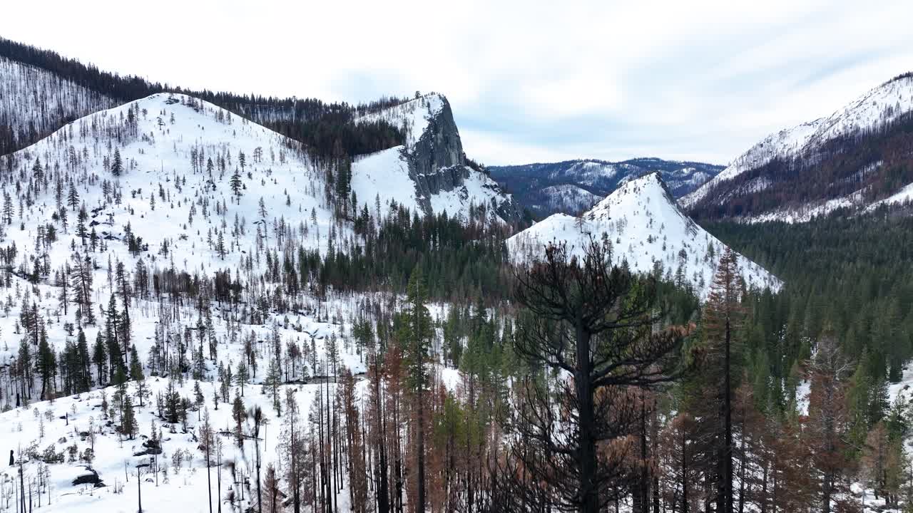 칼도르 산불 엘도라도 포레스트, 타호 캘리포니아를 드러내는 탄 죽은 나무에 대한 공중 전망