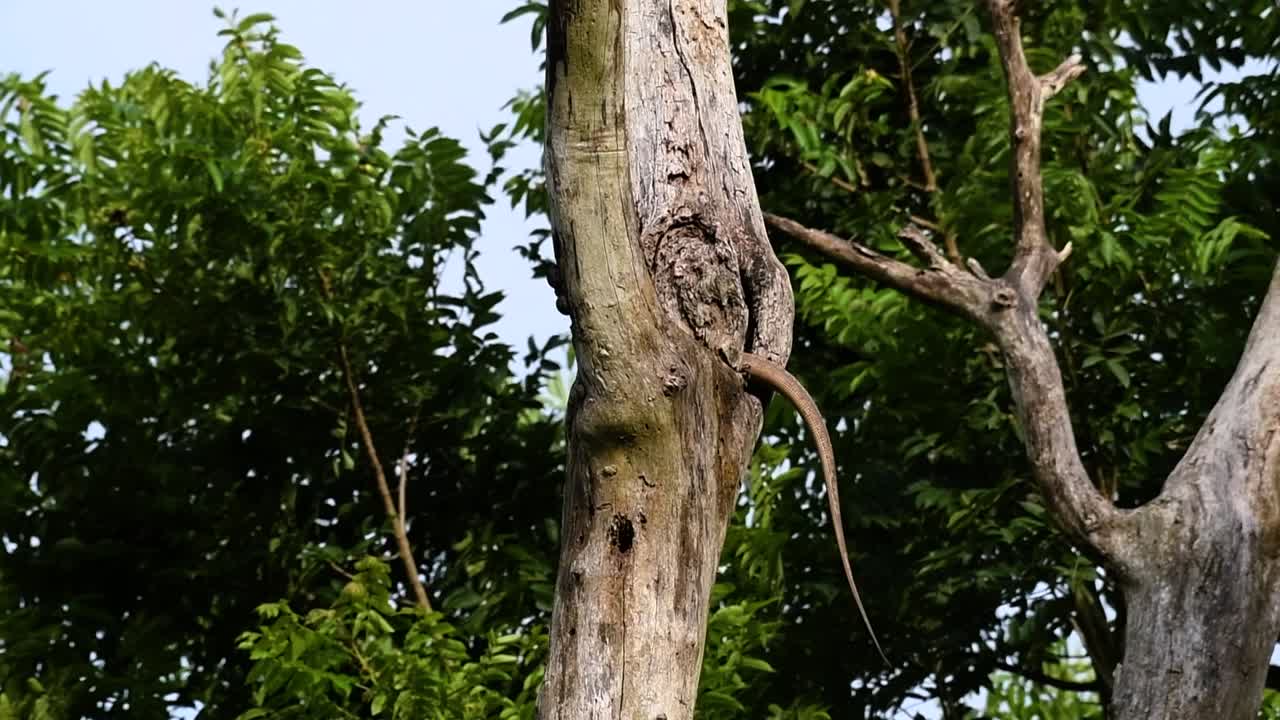 흐린 모니터 도마뱀은 태국과 아시아의 다른 국가에서 발견됩니다.