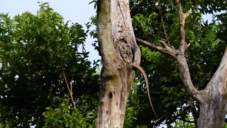 el lagarto monitor nublado se encuentra en tailandia y otros países de asia