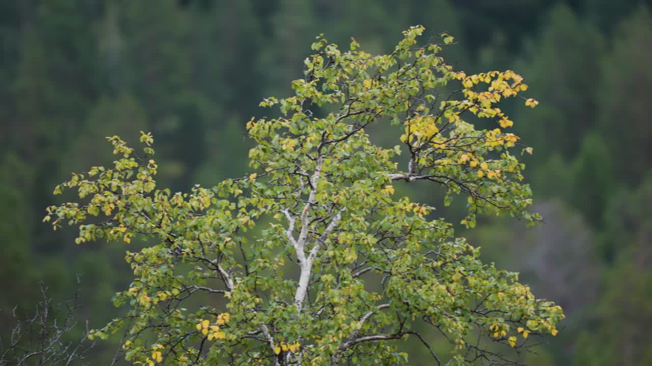 A birch tree stands tall with green and yellow leaves set against a soft green forest background.