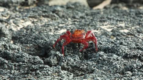 sally lightfoot crab walking along lava rocks in the galapagos