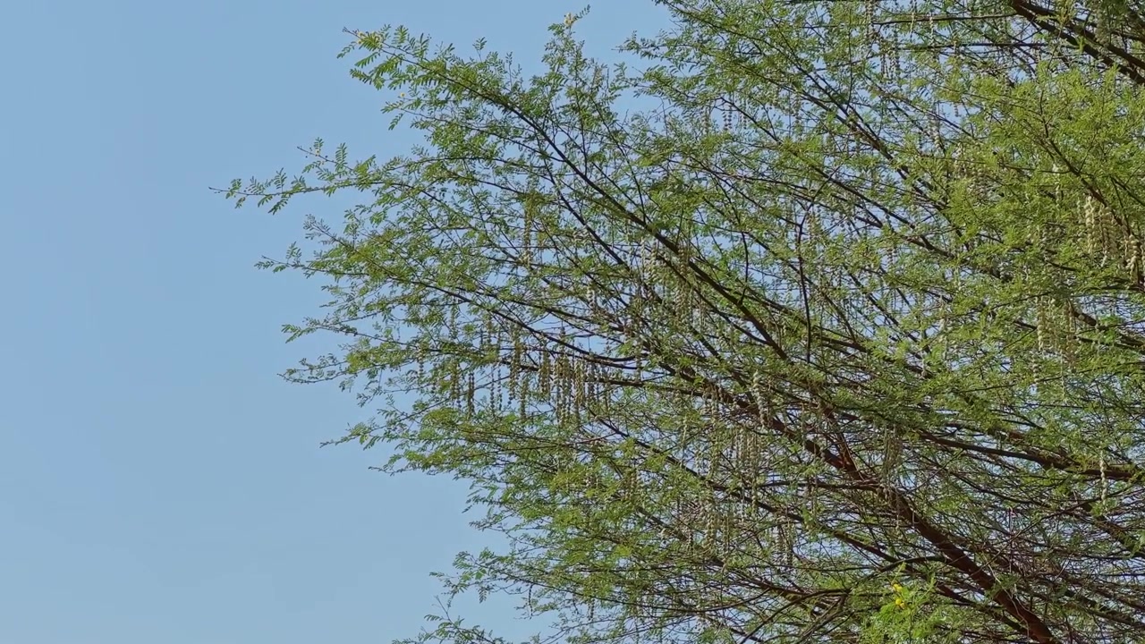 Rami superiori di un albero di Vachellia nilotica con delicato fogliame verde e grappoli di semi pendenti che si estendono contro un cielo azzurro limpido!