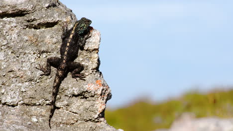lagarto en una roca