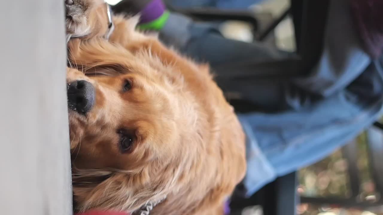 Golden Retriever Relaxing