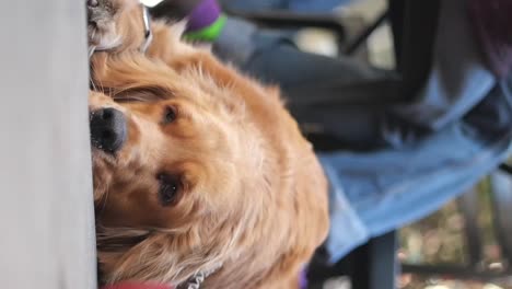 golden retriever relaxing
